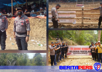 Polres Toraja Utara Gelar Pengamanan dan Pengawasan Tradisi Adat Adu Kerbau di Tondon