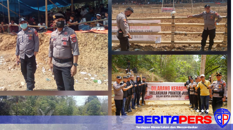 Polres Toraja Utara Gelar Pengamanan dan Pengawasan Tradisi Adat Adu Kerbau di Tondon
