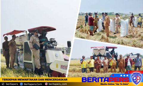 Panen Perdana di Amassangang, Camat Lanrisang Saksikan Panen Padi Seluas 20 Hektare